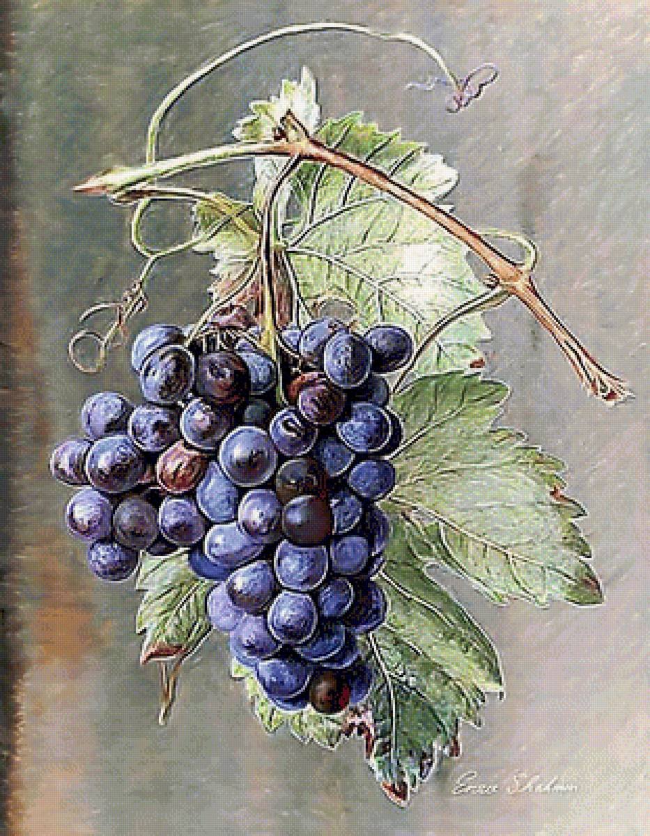 Картина гроздь винограда. Винограда