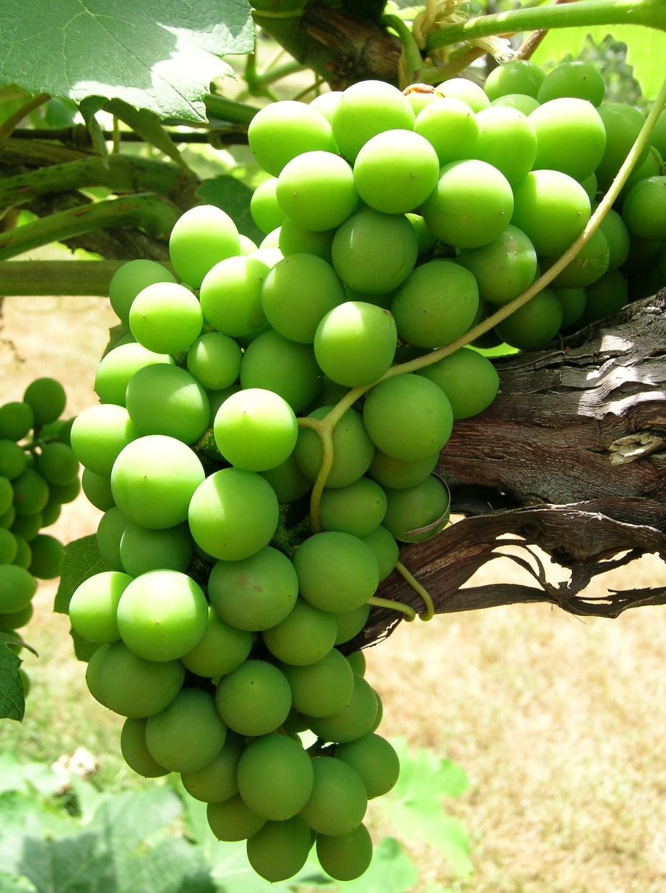 Зеленый виноград сорт Тимоша