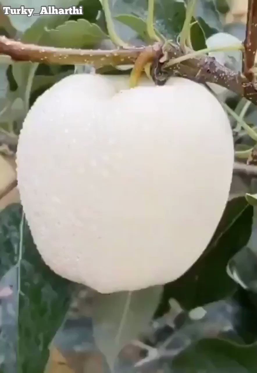Белое яблоко сорт белоснежное