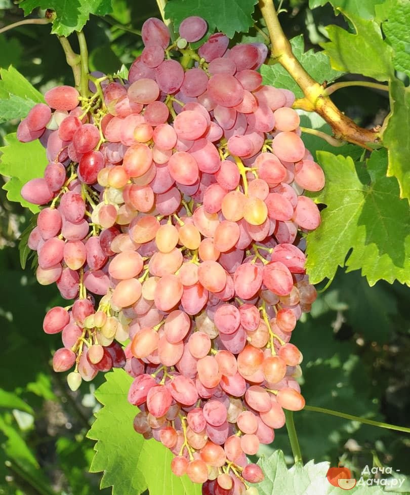 Виноград плодовый кишмиш Лучистый