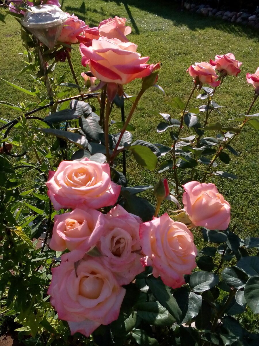 Роза Глобус