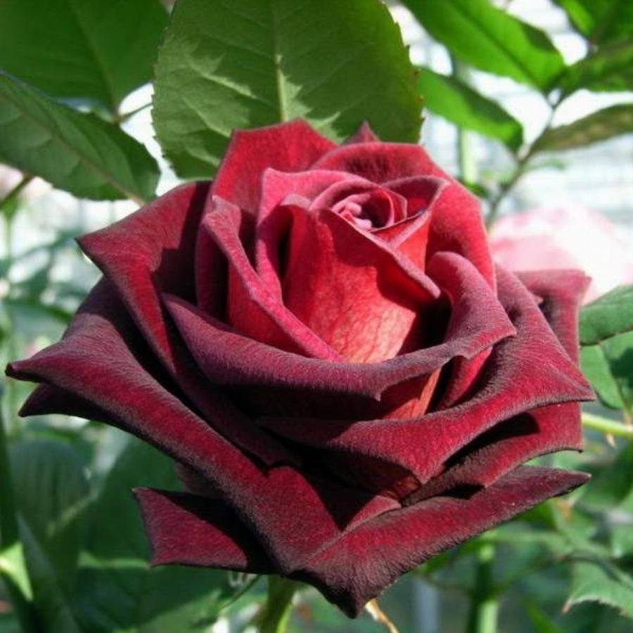 Роза чайно-гибридная Фиджи Негро