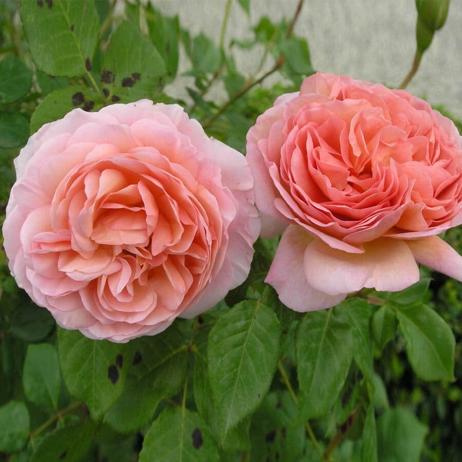 Роза английская Парковая Абрахам дерби