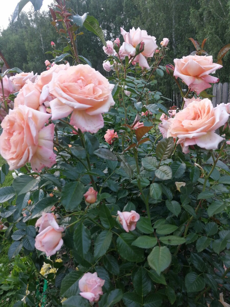 Роза плетистая Barock