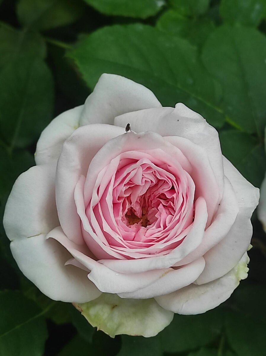 Клер Роуз роза чайная