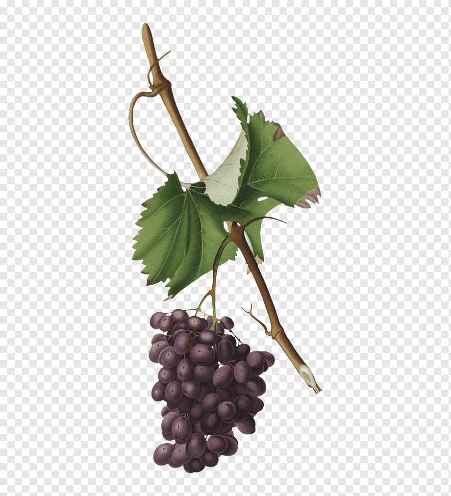 Ветка лозы винограда