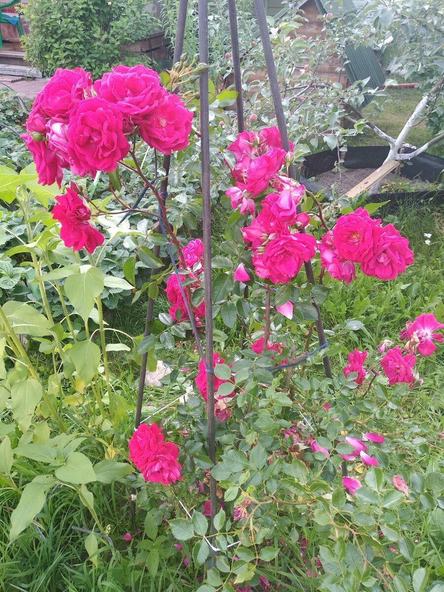 Плетистая роза Квадро
