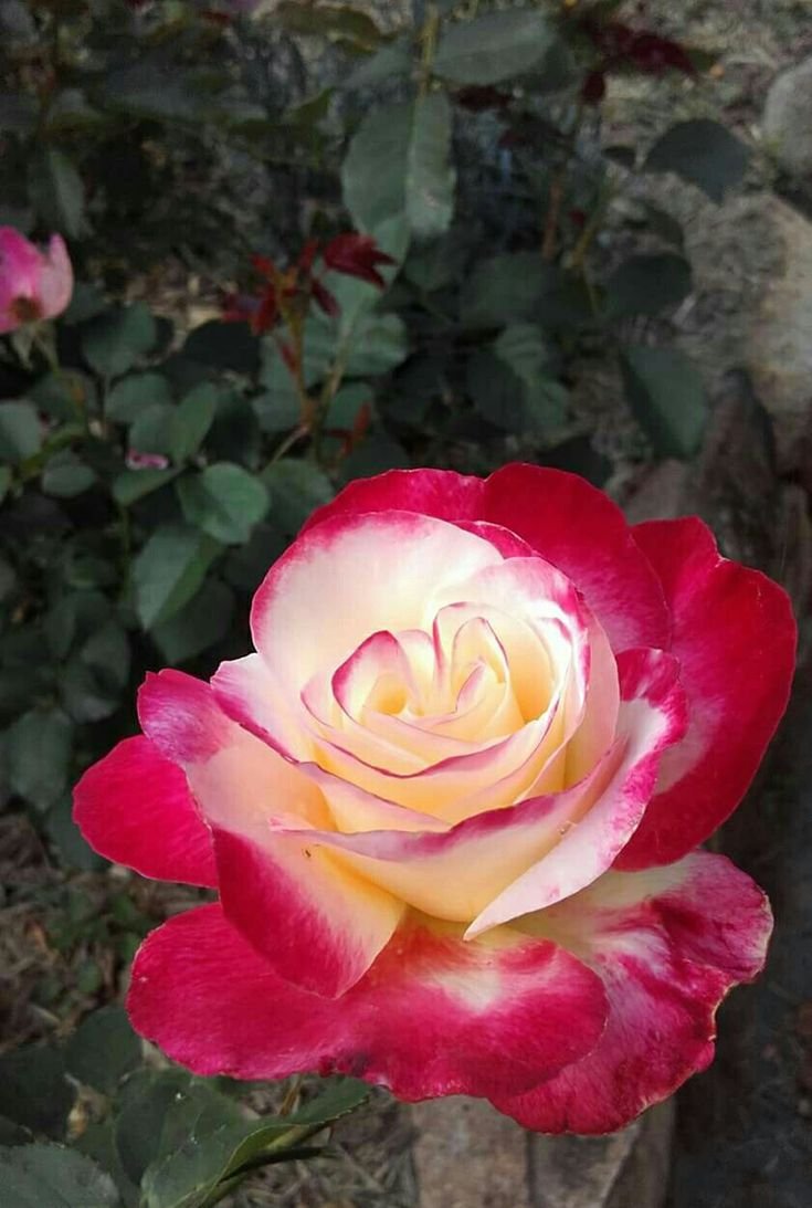 Роза Дабл Делайт в саду
