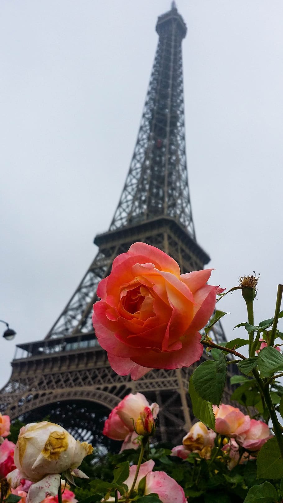 Роза эфилевская башня