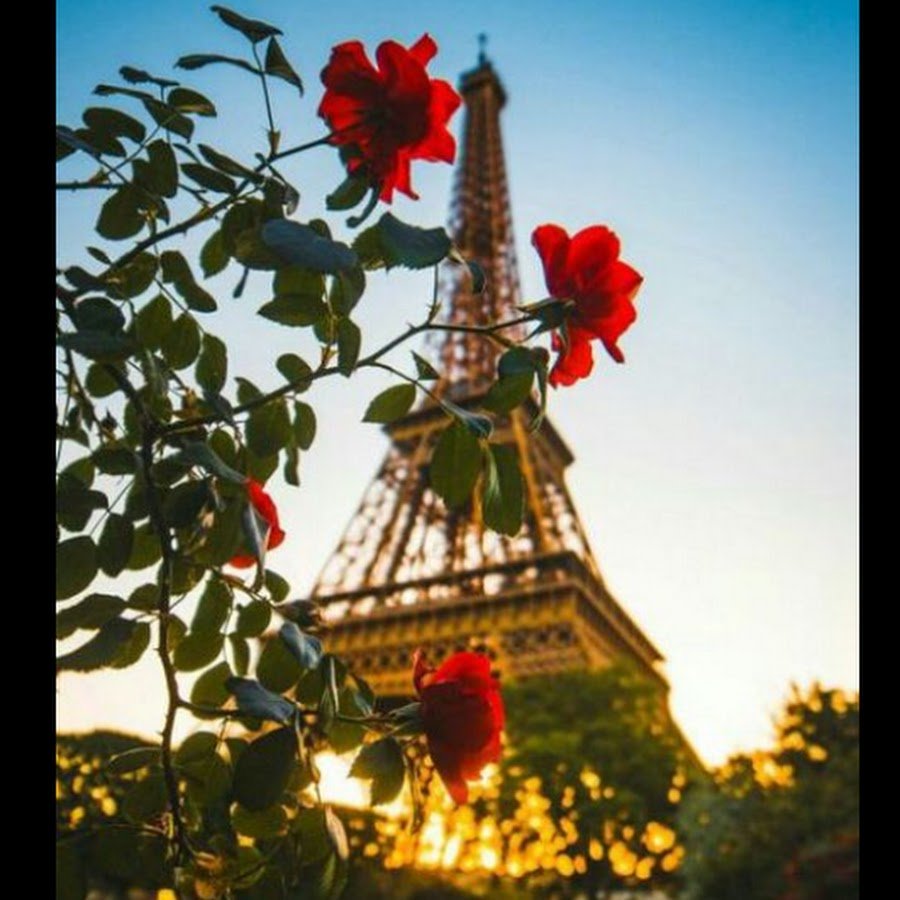 Цветы на фоне Эйфелевой башни
