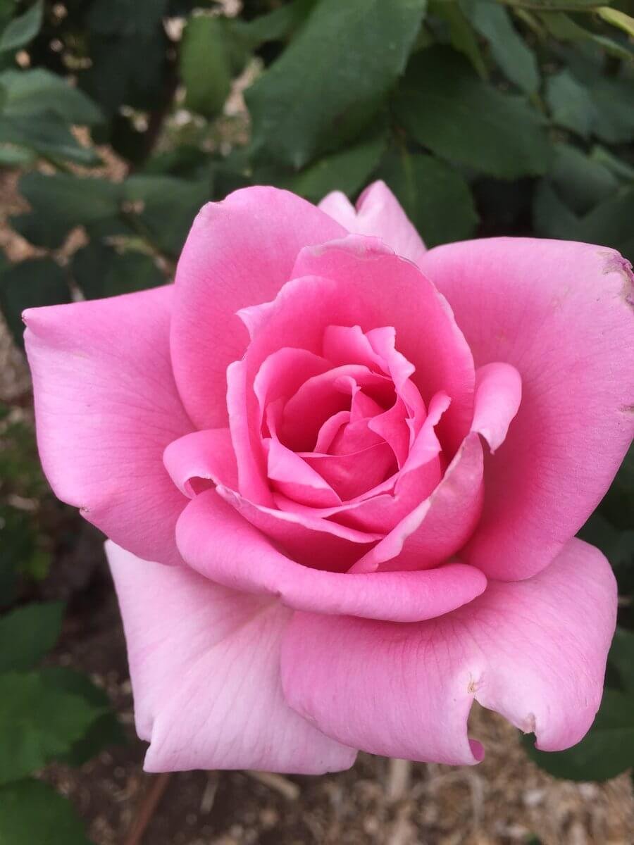 Роза чайно-гибридная Эйфелева башня
