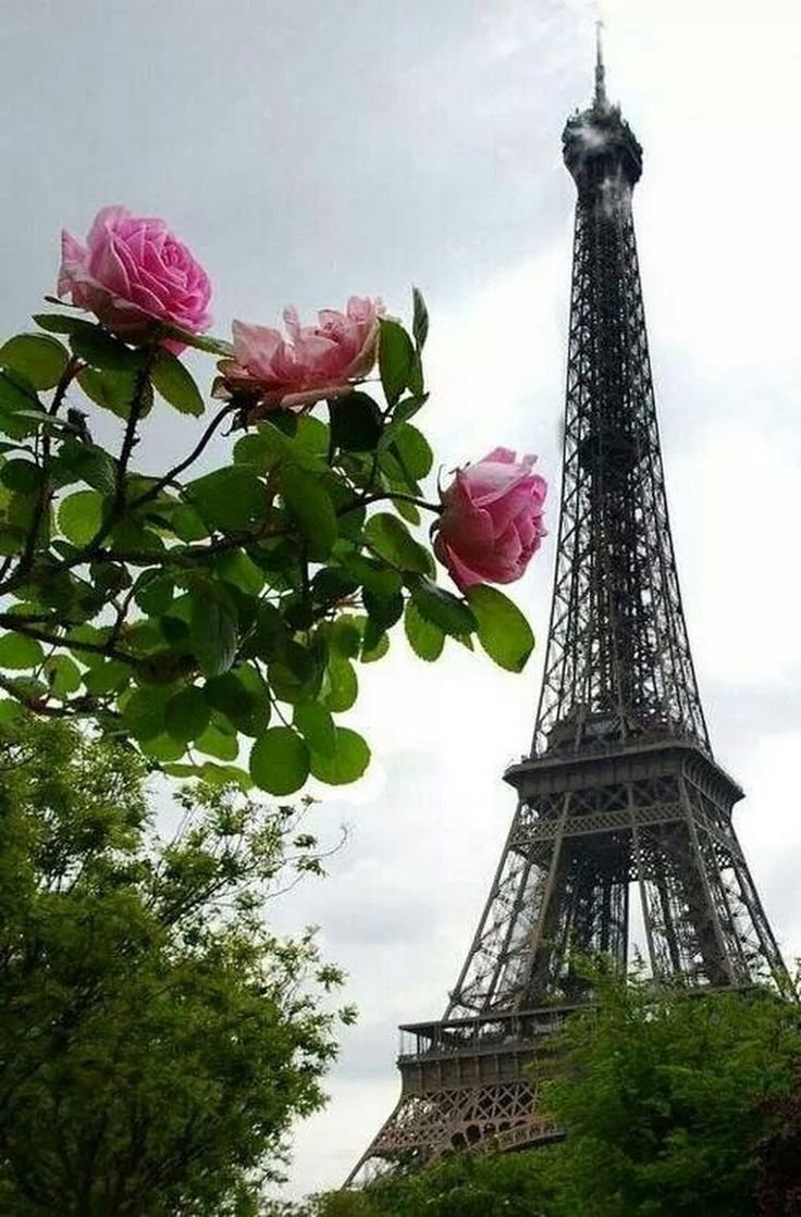 Роза эльфелева башня