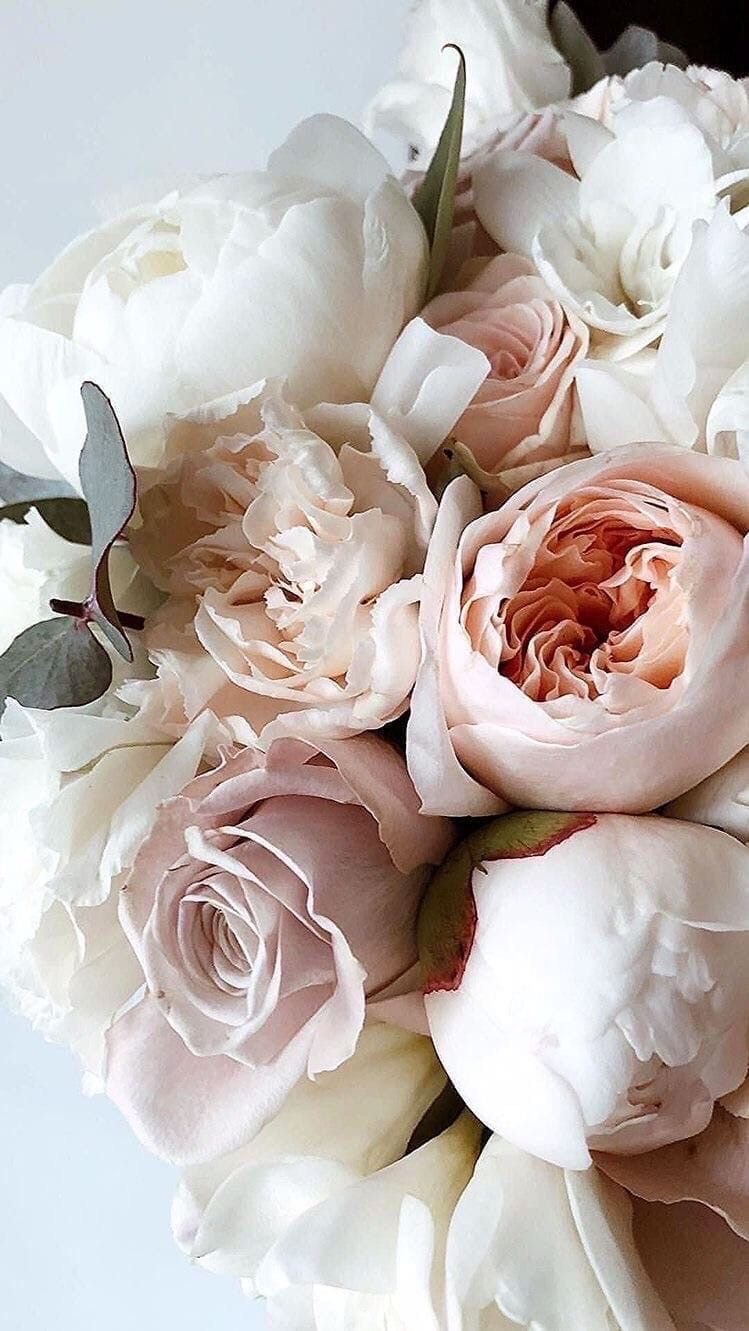 Пионовидная роза Пиони Пинк