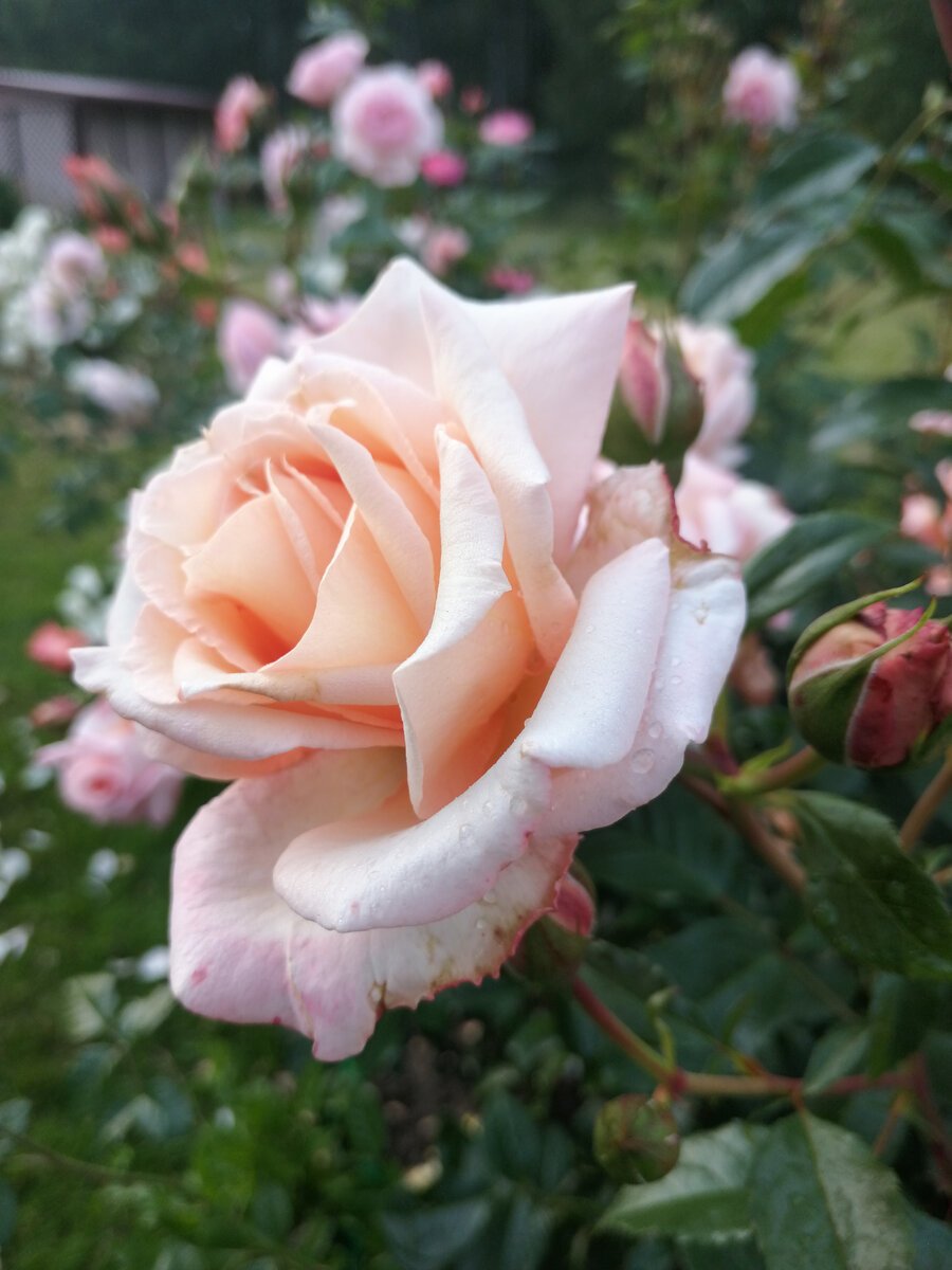 Роза Прима роза