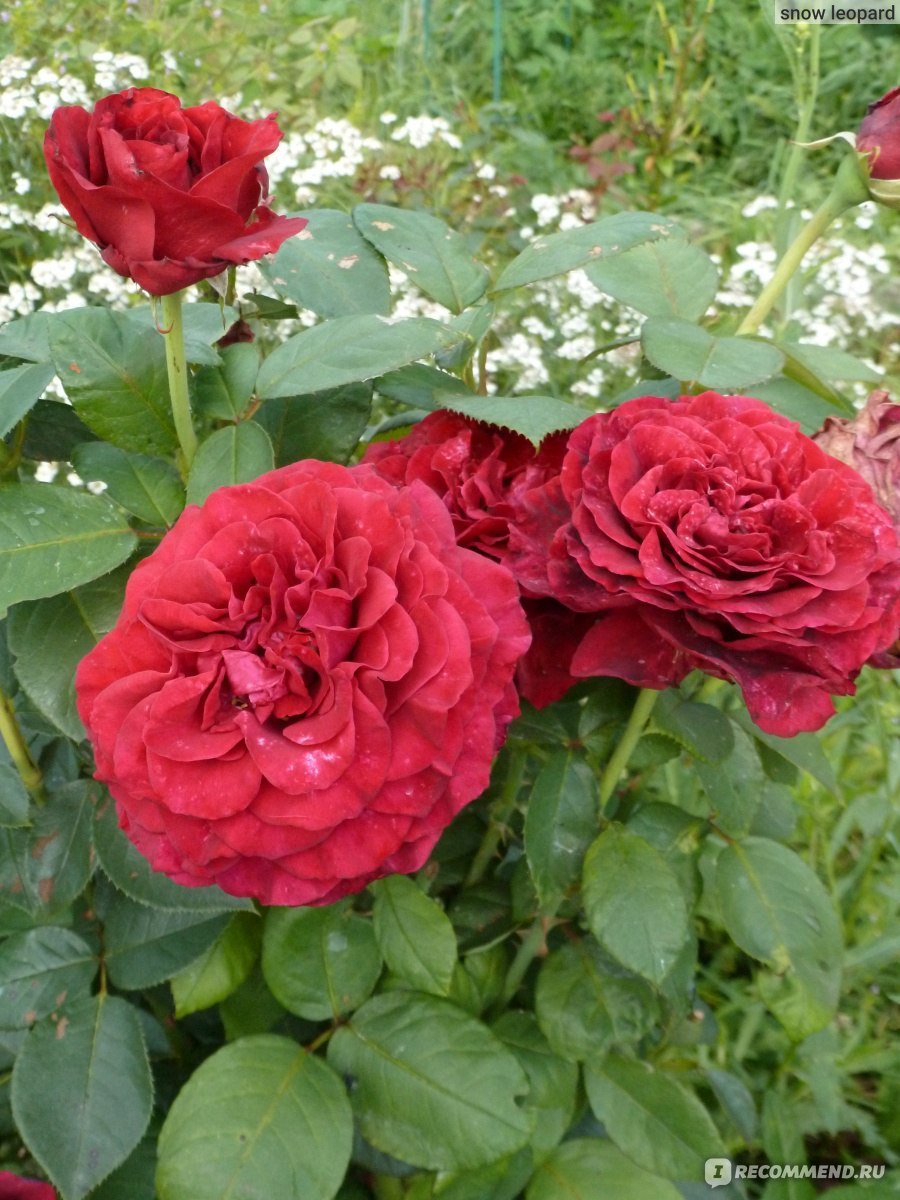 Rose des 4 Vents (роза 4 ветров), Delbard Франция