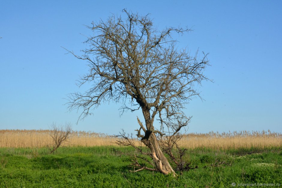 Роковое дерево