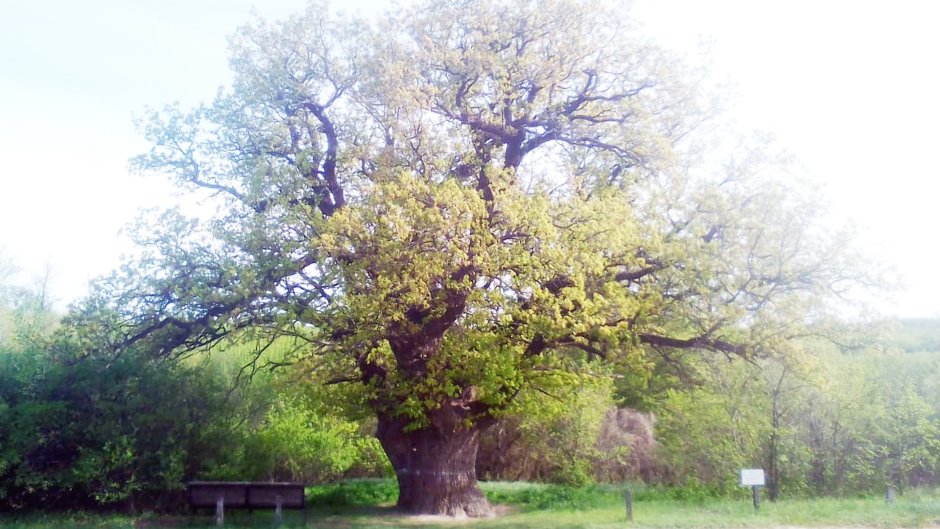 Гвояковое дерево