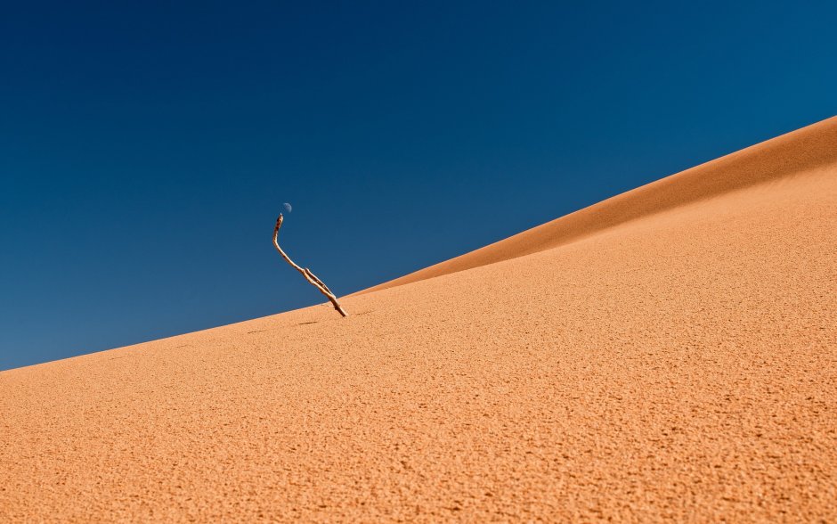 Сухое дерево в пустыне фото