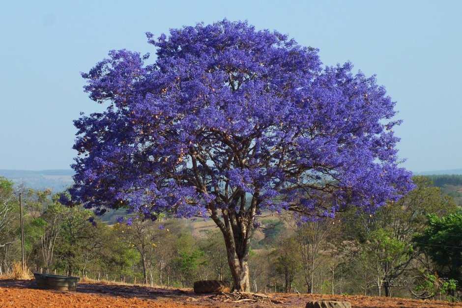 Жакаранда мимозолистная фиалковое дерево