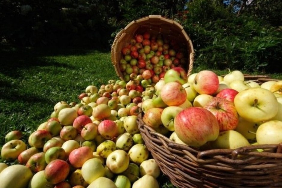 Урожай яблок