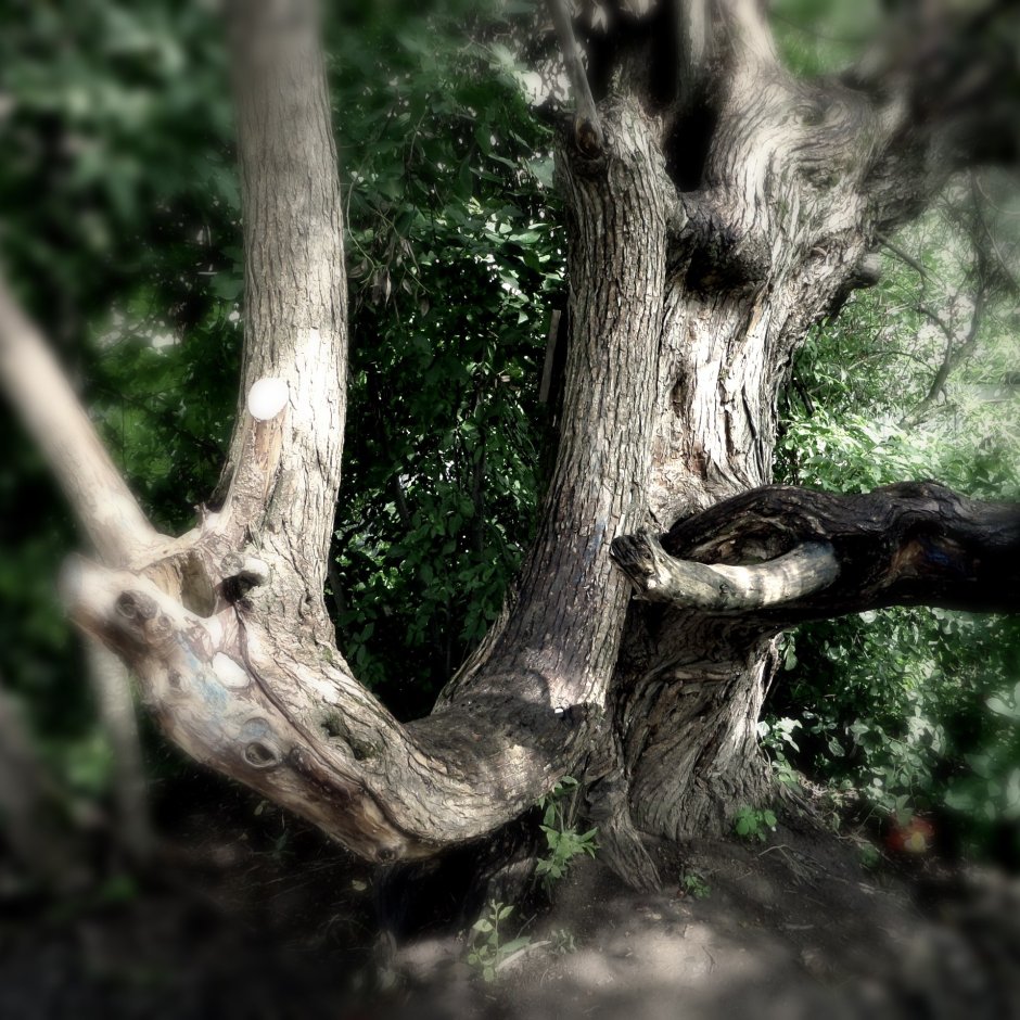 Карамельное дерево