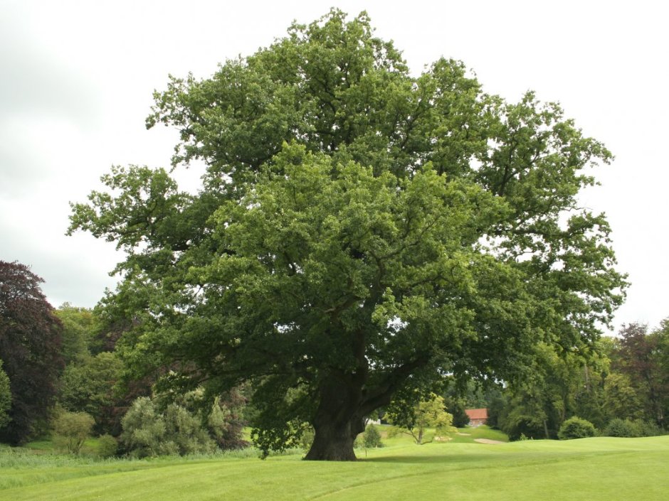 Дуб обыкновенный (Quercus Robur)