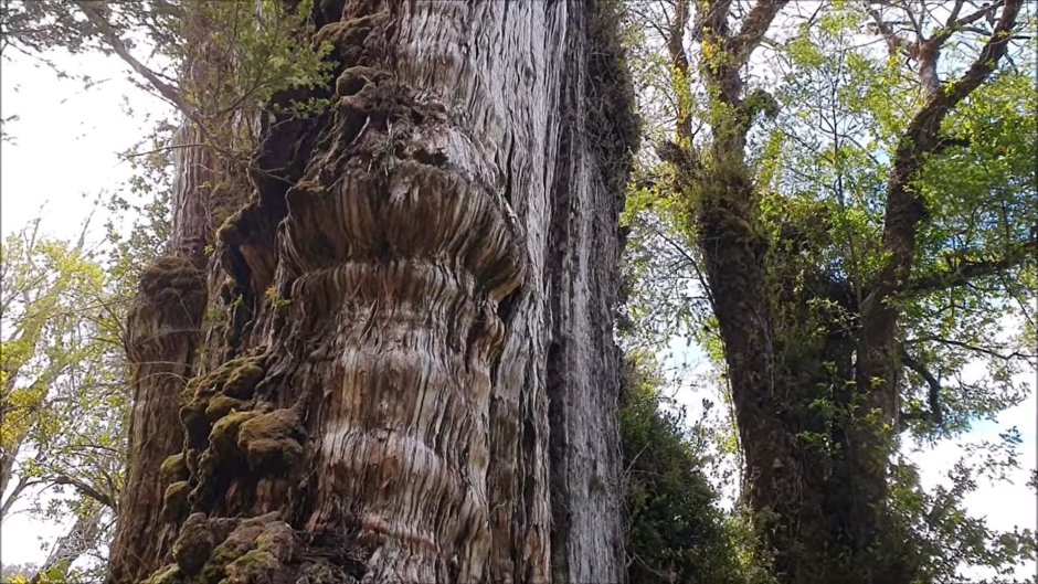 Самое старое дерево в Чили