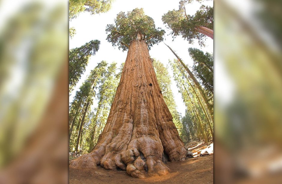 Самое большое дерево в мире Секвойя