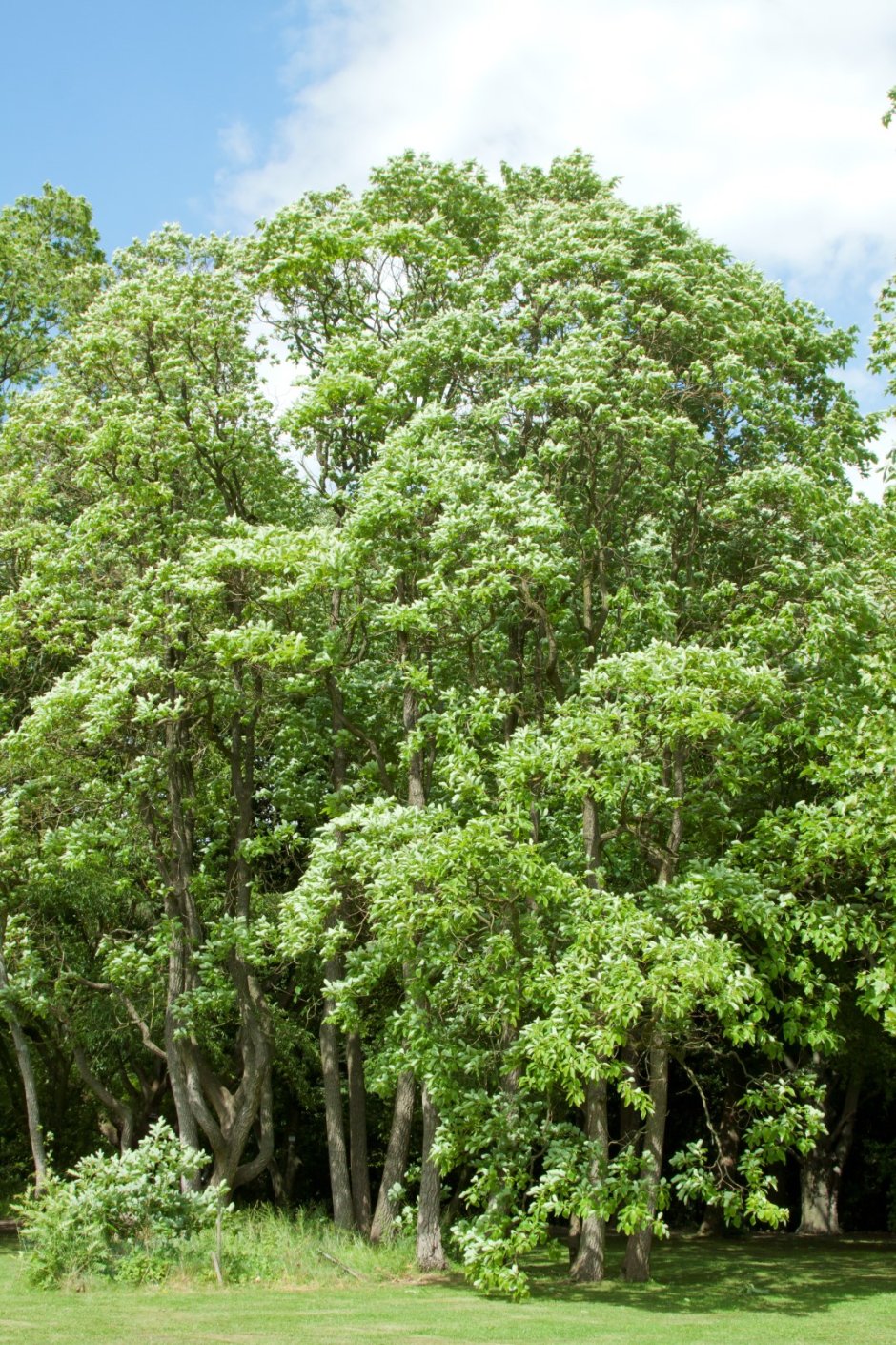 Сассафрасового дерева