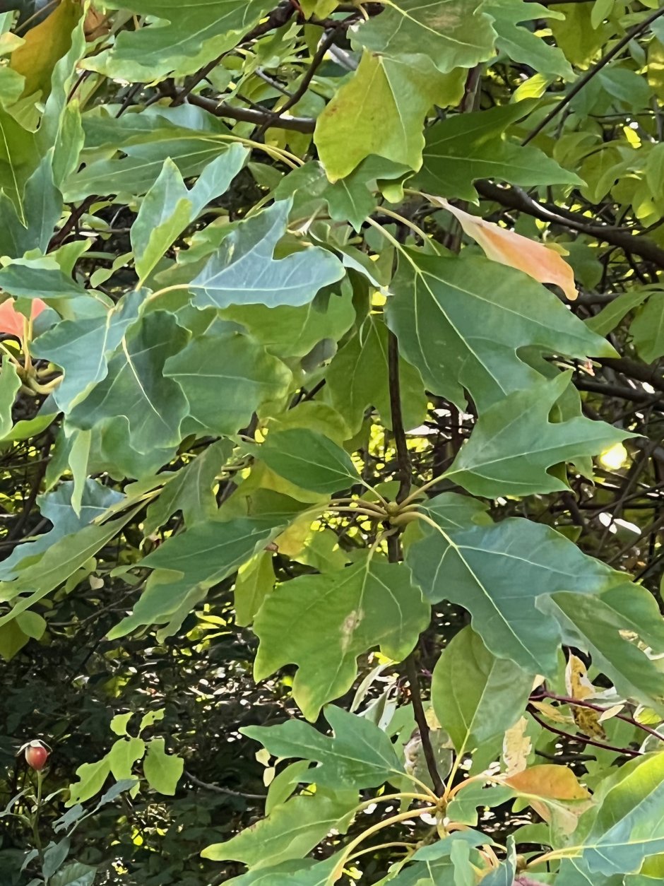 Дуб падубалистный Тромп Болл Quercus ilicifolia Tromp Ball