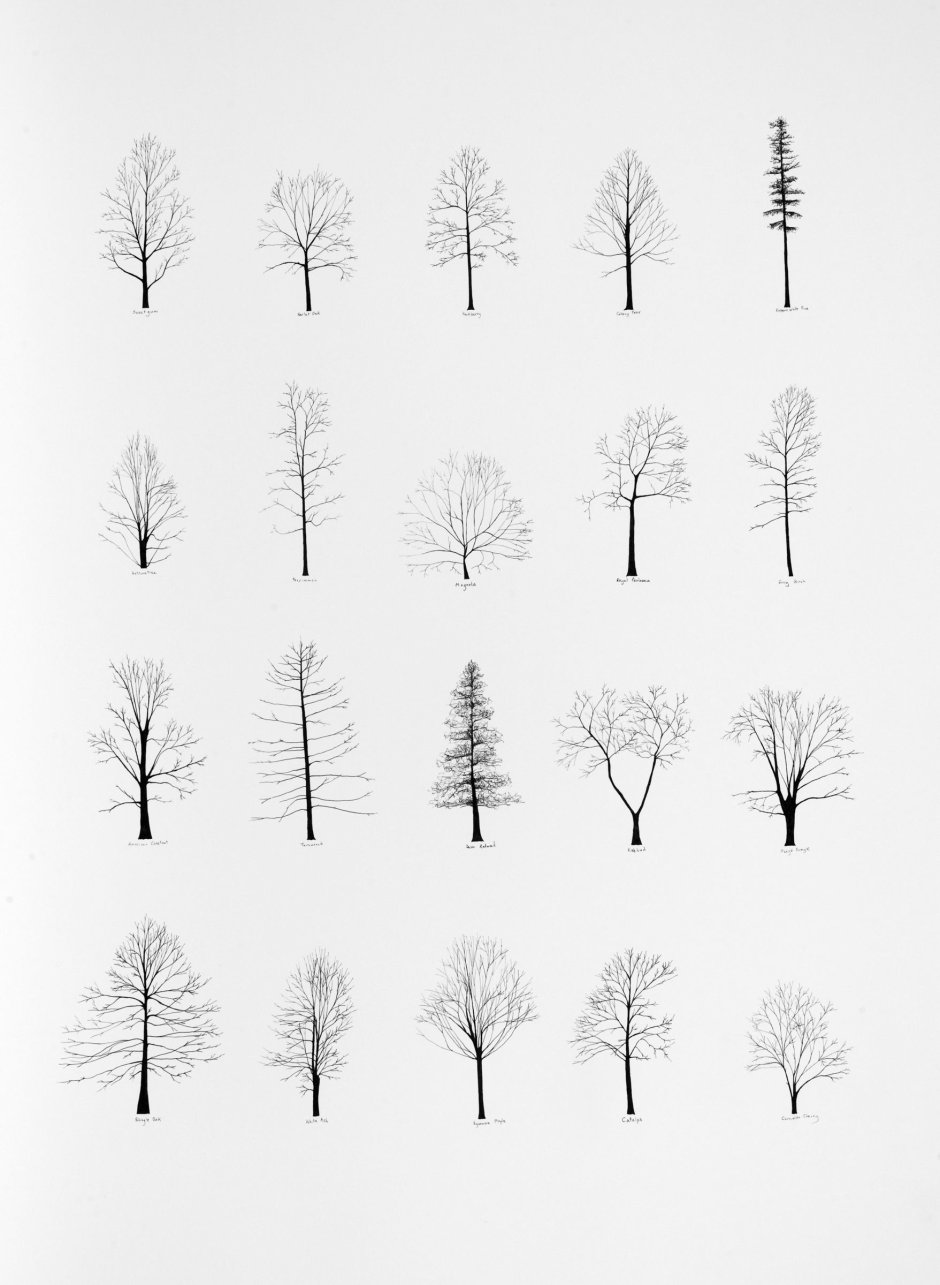 Деревья в архитектурной графике