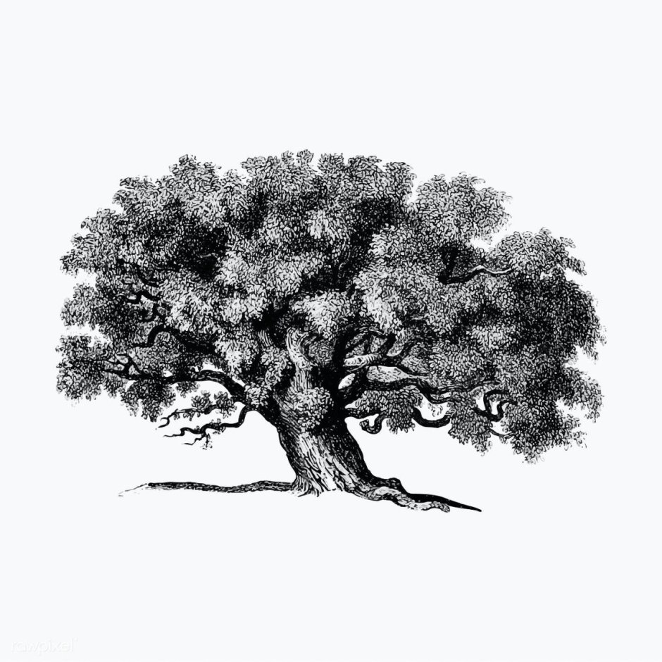 Дерево гравюра хорошее качество