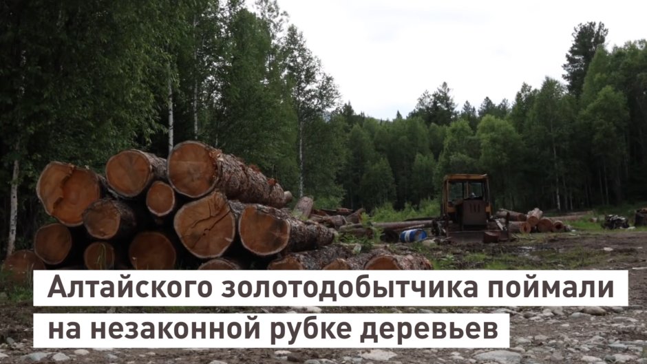 Вырубка леса экология
