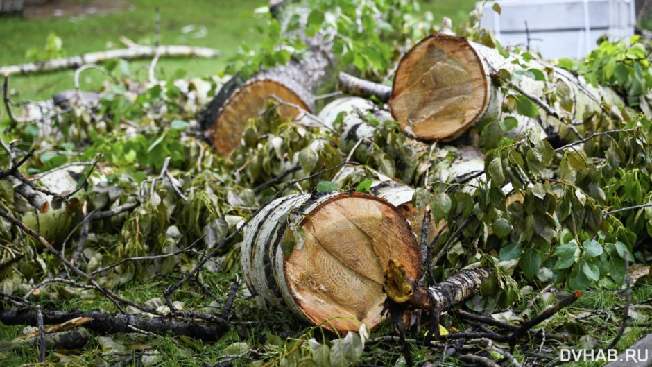 Про вырубленные деревья в Шотландии ради ветряков