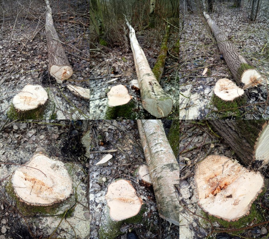Вырубка деревьев на территории Коломенском было и стало