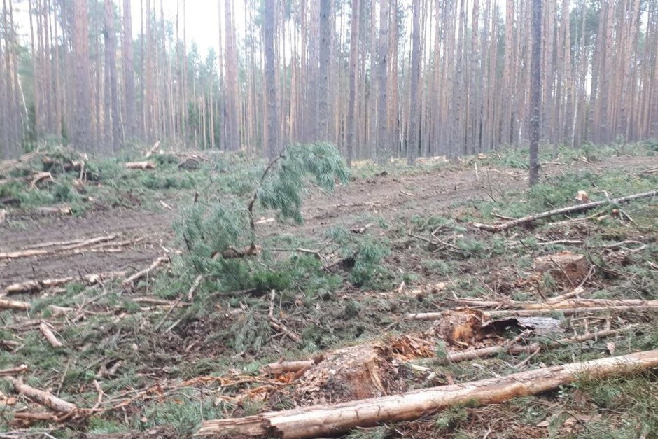 Вырубка леса группа