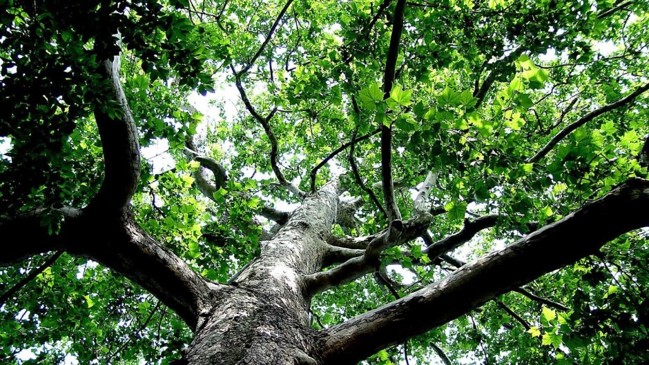 Дерево хура
