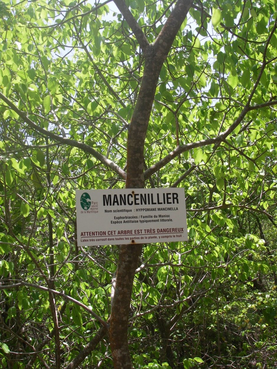 Дерево смерти манцинелла