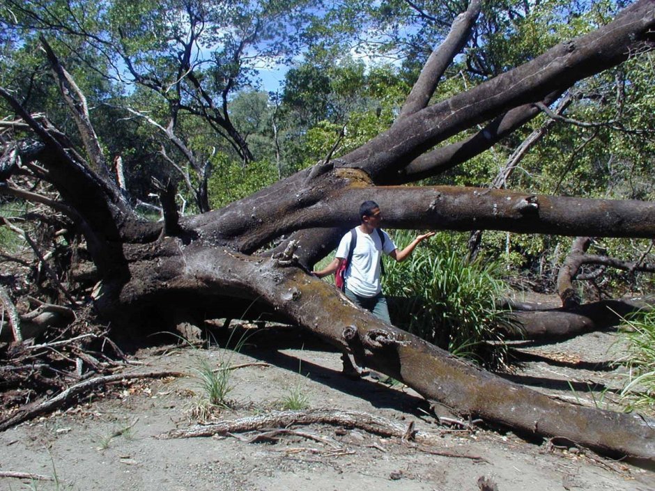Самое ядовитое дерево в мире манцинелла