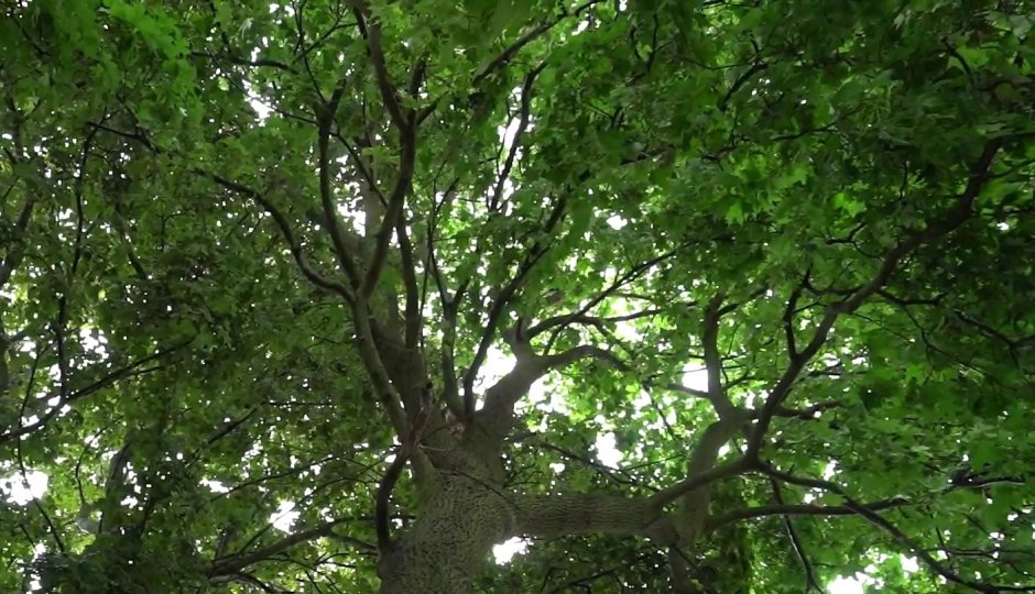 Дерево инвалид