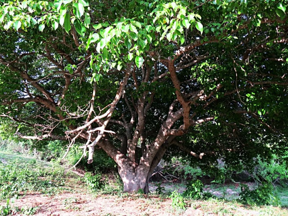 Манцинелла дерево