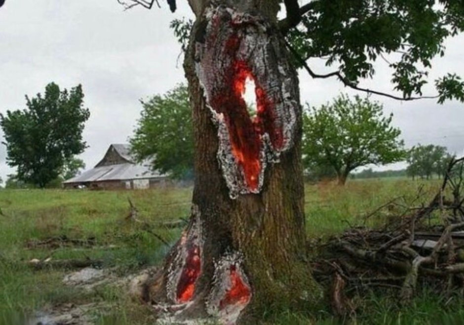 Молния попала в дерево