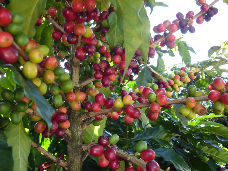 Кофе Арабика растение