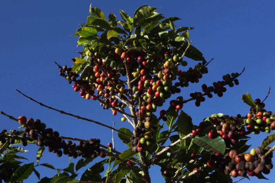 Кофе Аравийское растение
