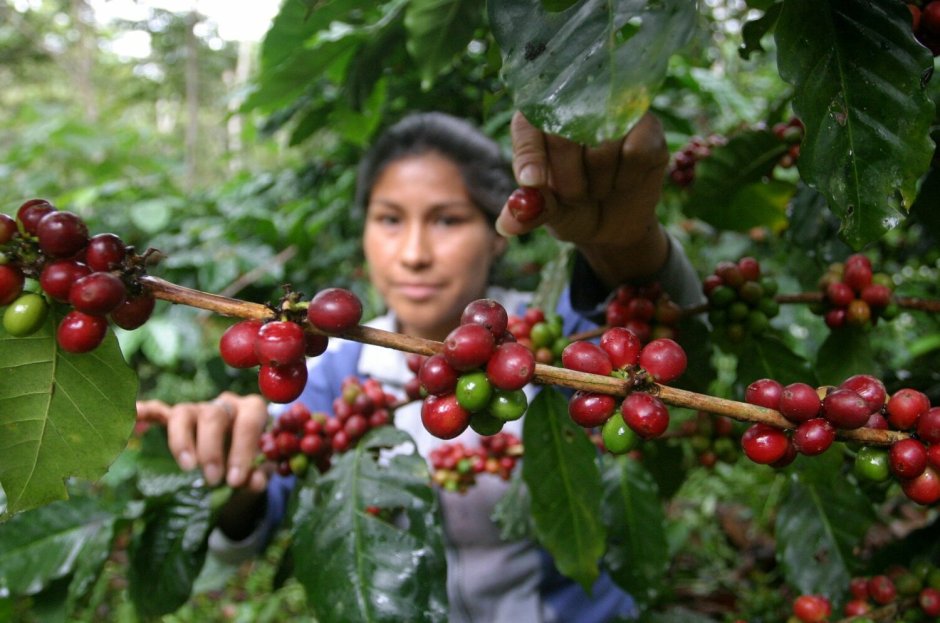 Колумбия кофейные плантации