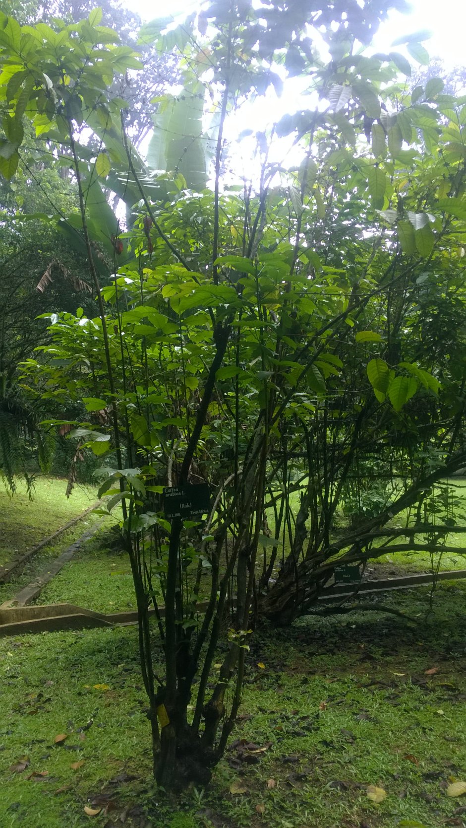 Сад специй Аюрведа Шри Ланка