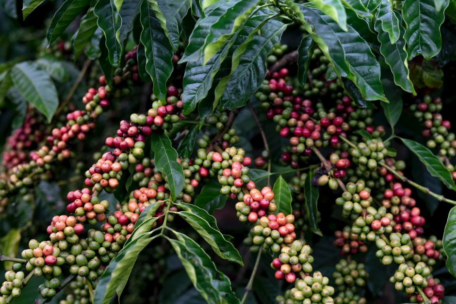Coffea Arabica дерево