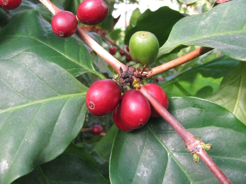 Кофейное дерево Робуста