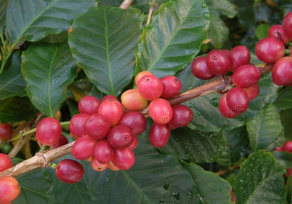 Либерийское кофейное дерево (Coffea Liberica)