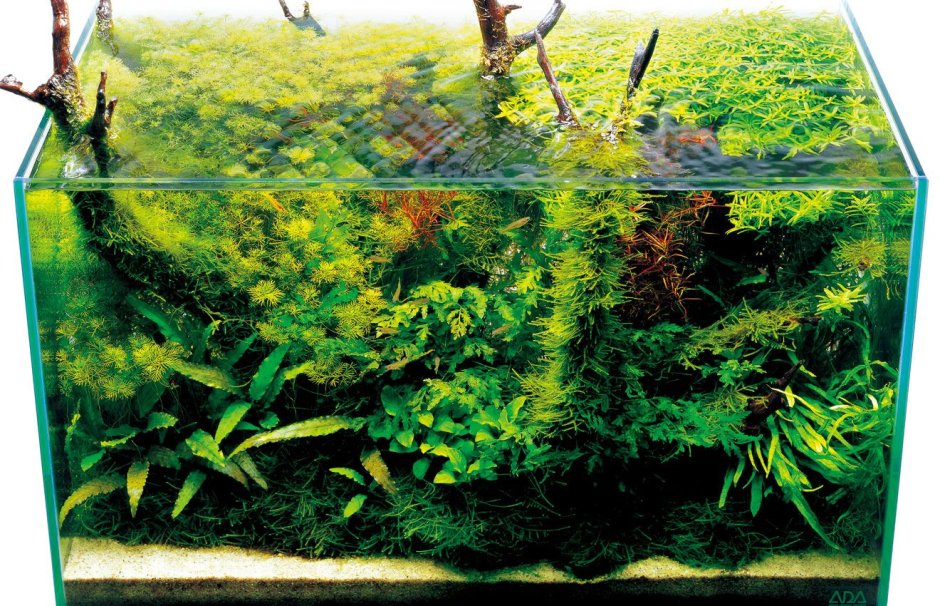 Травяной аквариум
